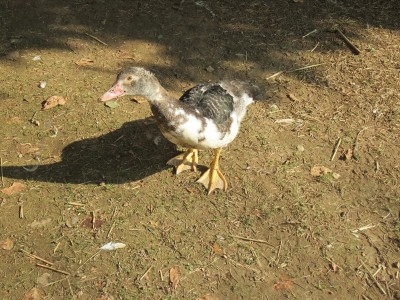 IMG_1698.JPG (266.83 KiB) Osservato 1564 volte IMG_1698.JPG