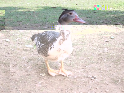 IMG_1699.JPG (214.54 KiB) Osservato 1564 volte IMG_1699.JPG