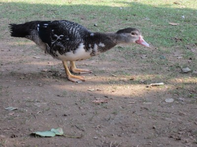 IMG_1700.JPG (190.71 KiB) Osservato 1564 volte IMG_1700.JPG