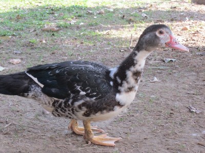 IMG_1701.JPG (214.55 KiB) Osservato 1564 volte IMG_1701.JPG