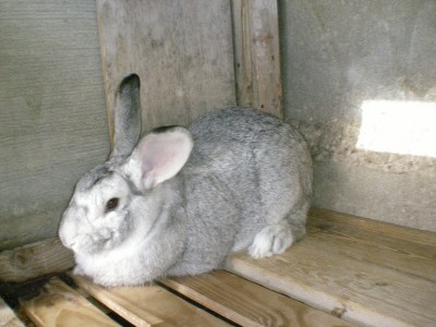 DSCN8317.JPG (202.42 KiB) Osservato 566 volte DSCN8317.JPG