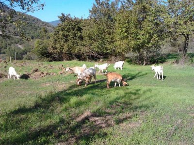 1 modificata.jpg (99.83 KiB) Osservato 501 volte 1 modificata.jpg