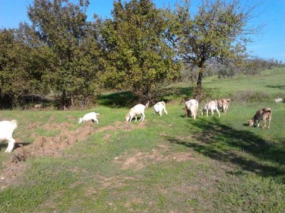 3 modificata.jpg (92.73 KiB) Osservato 501 volte 3 modificata.jpg