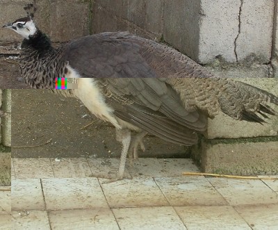 pav.jpg (119.02 KiB) Osservato 755 volte pav.jpg
