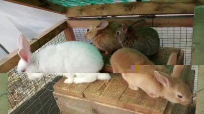 Coniglietti / IMG_201404031637.jpg IMG_201404031637.jpg