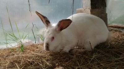 Una mamma coniglia / IMG_201404031224.jpg IMG_201404031224.jpg