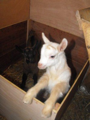 Immagine 2495 web.jpg (30.71 KiB) Osservato 669 volte Immagine 2495 web.jpg