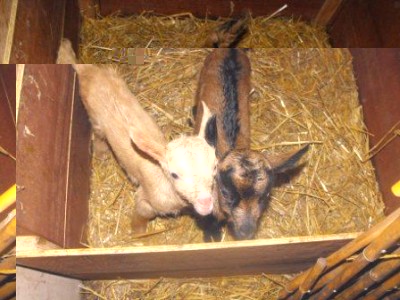 Immagine 2517 web.jpg (43.98 KiB) Osservato 669 volte Immagine 2517 web.jpg