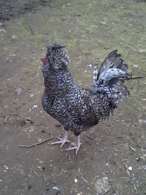 20140303_170600.jpg (194.56 KiB) Osservato 507 volte 20140303_170600.jpg