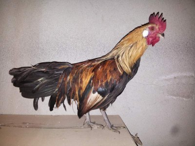 ba7316682282772474b5dcee6c4d977c_orig.jpg (55.15 KiB) Osservato 619 volte ba7316682282772474b5dcee6c4d977c_orig.jpg