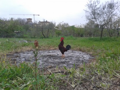 P20140403_161226.jpg (195.6 KiB) Osservato 540 volte P20140403_161226.jpg