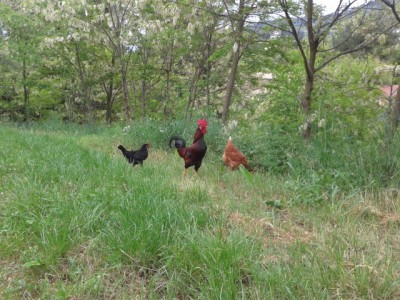 P20140427_163848.jpg (234.22 KiB) Osservato 540 volte P20140427_163848.jpg