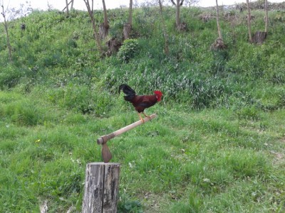 P20140327_123142.jpg (241.5 KiB) Osservato 540 volte P20140327_123142.jpg