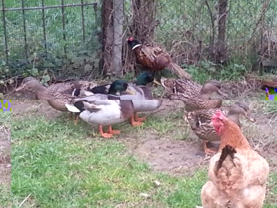 20140202_145417.jpg (133.52 KiB) Osservato 513 volte 20140202_145417.jpg