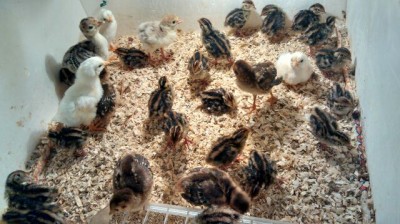 IMG_2014051952403.jpg (66.28 KiB) Osservato 596 volte IMG_2014051952403.jpg