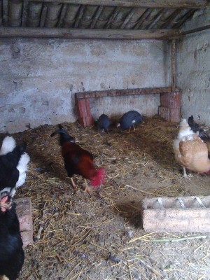 foto0037.jpg (284.13 KiB) Osservato 552 volte foto0037.jpg