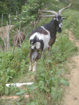 diego maggio (600x800).jpg (381.55 KiB) Osservato 644 volte diego maggio (600x800).jpg