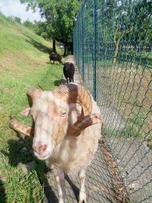 monti1.jpg (269.96 KiB) Osservato 504 volte monti1.jpg