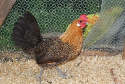 Gallina di razza Romagnola / forum 3.jpg forum 3.jpg