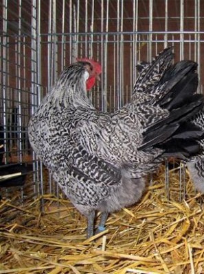 Gallina di razza Romagnola / varie031_003.jpg varie031_003.jpg