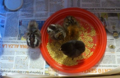 Pulcini di 3 giorni / forum 2.jpg forum 2.jpg