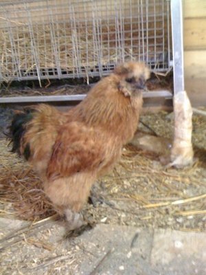 IMG_0551.JPG (63.38 KiB) Osservato 852 volte IMG_0551.JPG