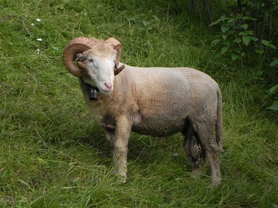 montone.jpg (143.38 KiB) Osservato 621 volte montone.jpg