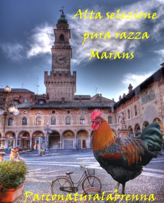 Portos NCC - Noir à Camail Cuivrè Nato il 7 Maggio 2013 / PORTOS SOTTO LA TORRE DEL BRAMANTE.jpg PORTOS SOTTO LA TORRE DEL BRAMANTE.jpg