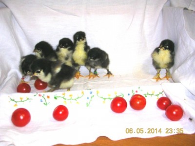 Pulcini NCC - Noir à Camail Cuivrè Nati il 3 Maggio 2014 / MAGGIO 2014 -0696.jpg MAGGIO 2014 -0696.jpg