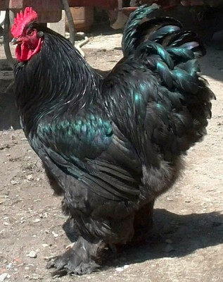 Gallo / concincina.jpg concincina.jpg