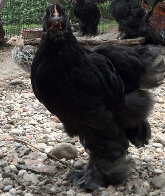 Pulcinotto / IMG_20140516_114732.jpg IMG_20140516_114732.jpg