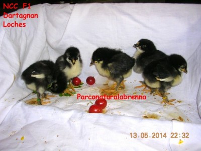 Pulcini NCC - Noir à Camail Cuivrè Nati il 3 Maggio 2014 / NCC F1 DARTAGNAN - LOCHES 013.jpg NCC F1 DARTAGNAN - LOCHES 013.jpg