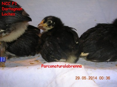 Pulcino in primo piano NCC - Noir à Camail Cuivrè Nati il 3 Maggio 2014 / MAGGIO 2407.jpg MAGGIO 2407.jpg