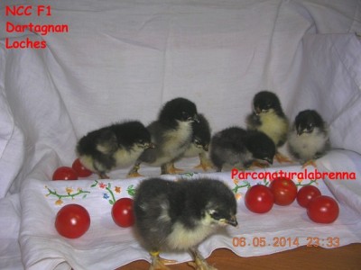 Pulcini NCC - Noir à Camail Cuivrè Nati il 3 Maggio 2014 / MAGGIO 2014 -0690.jpg MAGGIO 2014 -0690.jpg