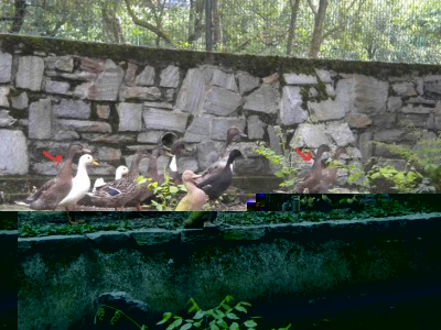 DSCN0953.JPG (122.31 KiB) Osservato 528 volte DSCN0953.JPG