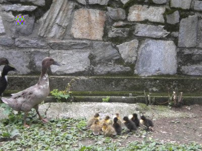 DSCN0964.JPG (118.47 KiB) Osservato 528 volte DSCN0964.JPG