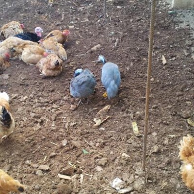 20140727_091115-1.jpg (54.6 KiB) Osservato 463 volte 20140727_091115-1.jpg