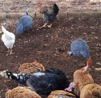 20140727_091132-1.jpg (45.61 KiB) Osservato 444 volte 20140727_091132-1.jpg