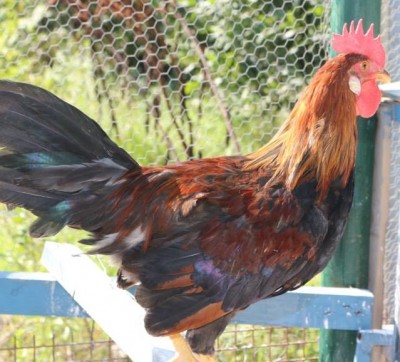 10603371_432740973535210_5849094708139814733_n.jpg (232.07 KiB) Osservato 562 volte 10603371_432740973535210_5849094708139814733_n.jpg