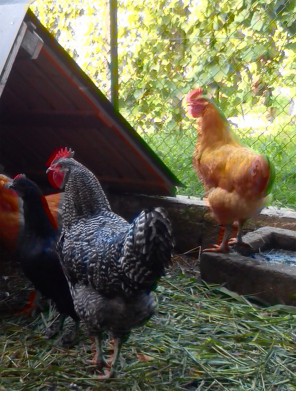 gruppo.jpg (192.03 KiB) Osservato 563 volte gruppo.jpg