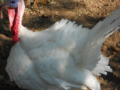 bianco di AV.JPG (214.21 KiB) Osservato 547 volte bianco di AV.JPG