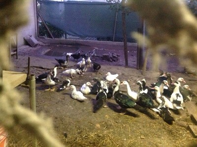 image.jpg (221.49 KiB) Osservato 669 volte image.jpg