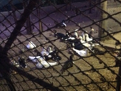 image.jpg (204.79 KiB) Osservato 669 volte image.jpg