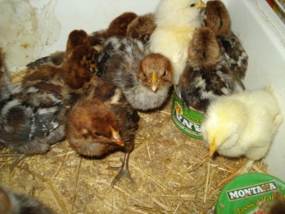 DSC03358.JPG (144.04 KiB) Osservato 715 volte DSC03358.JPG