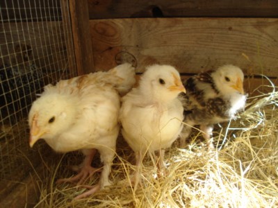 DSC03415.JPG (149.84 KiB) Osservato 715 volte DSC03415.JPG