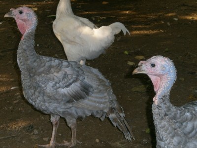 P8110096.JPG (170.58 KiB) Osservato 515 volte P8110096.JPG