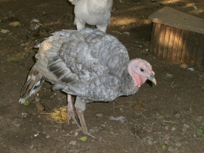 P8110095.JPG (211.09 KiB) Osservato 515 volte P8110095.JPG