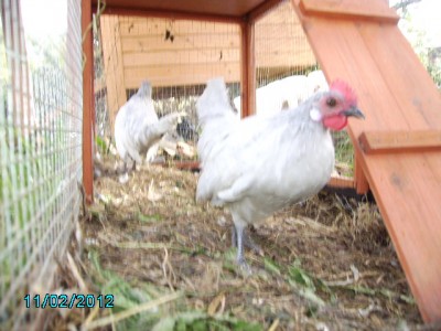 Galletto ca. 3 mesi / Galletto olandese.JPG Galletto olandese.JPG