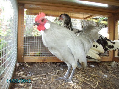 Gallo ca. 6 mesi non in vendita, ma stesso padre / Fratello.JPG Fratello.JPG