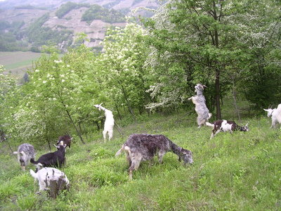 al pascolo / 2.jpg 2.jpg
